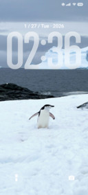 Lone Penguin
