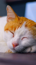 可爱萌宠猫咪