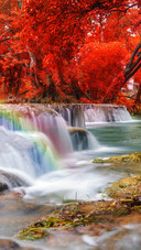 Autumn forest 2