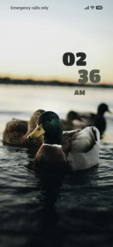 Duck