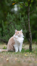 Cat (7)