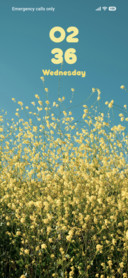 Yellow Plant