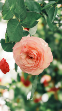 Pink rose