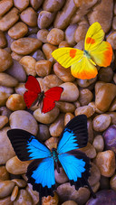 Three butterflies