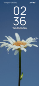 Sky Daisy