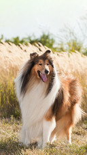 Dog442