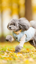 Running poodle 2