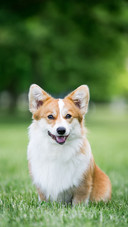 Corgi Pembroke Playing Outside