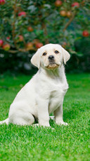Dog (6)