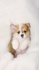 A Cute Welsh Corgi Pembroke Puppy Lying on Fur