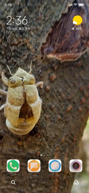Insect