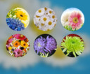 菊花（动态锁屏特效+动态桌面特效）