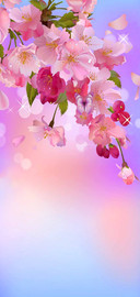 桃花朵朵开