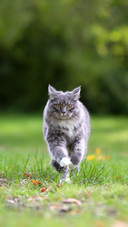 Cat Running Towards Camera in Nature on Grass