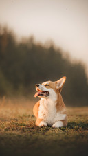 A Corgi Pembroke Dog Playing  in Gold Field