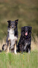 Dog74