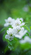 Is used as a perfume raw material plant