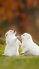 Two White Puppies Playing on The Grass