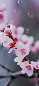 春暖花开