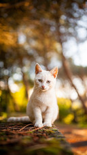 Pet cat15