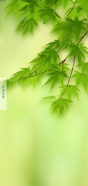 绿色之源