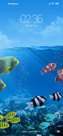 Fish NY