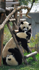 Lovely animals-05