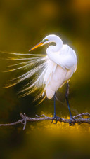 Egrets perch on the branches
