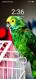 Parrot_DWM2
