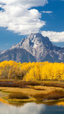 Landscape vegetation