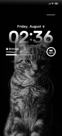 Dark Night Cat