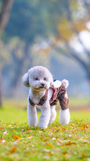 Poodles play in the park