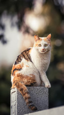 Why do cats keep sleeping nonstop