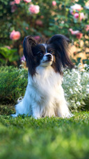 Dog289
