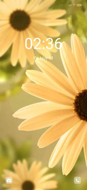Summer Daisy