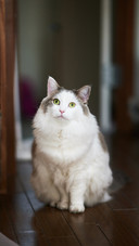 White cat sitting on wooden flooring at home