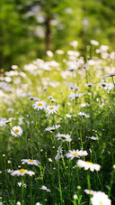 A sea of daisies in the forest