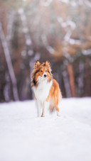 A sheltie breed in the winter forest