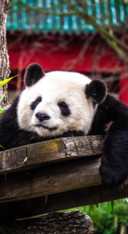 Panda  (13)