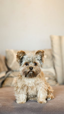 A cute yorkshire terrier peeking sitting on a sofa