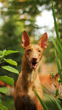 Dog105