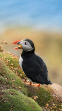 A Puffin is Looking For Food on The Ground
