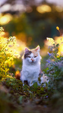 A Cute Cat Sitting in The Grass