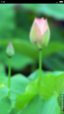 静莲（好评送收费主题）