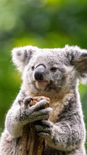 A fluffy little koala