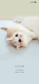 Cute cat