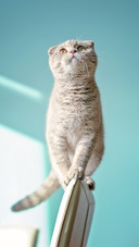 猫咪发腮之谜
