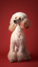 White poodle with a red background