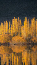 The vast golden autumn by the lakeside on the plateau