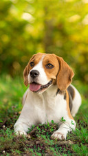 Dog493